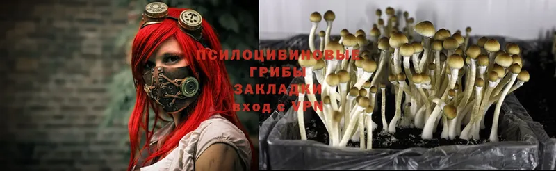 OMG вход  как найти закладки  Заволжье  Псилоцибиновые грибы Psilocybine cubensis 